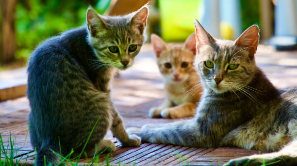 istock Domestic mother cat and her kittens 1267930000