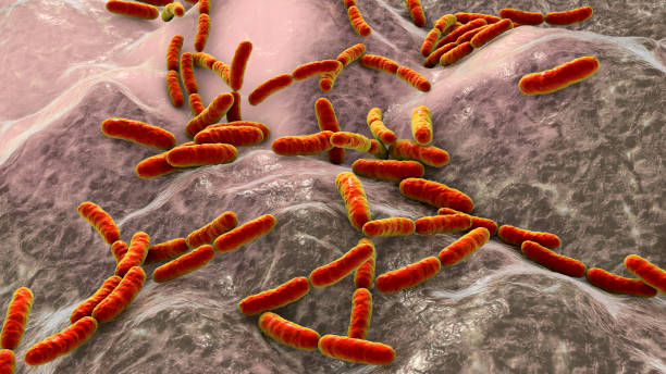 probiotische bakterien lactobacillus - milchsäure stock-fotos und bilder