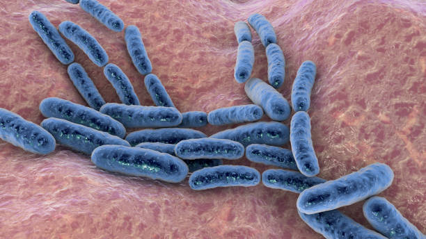 bactéries probiotiques lactobacillus - lactobacillus photos et images de collection