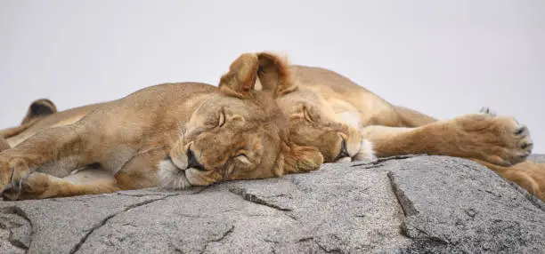 Photo of Pair of sleeping lions