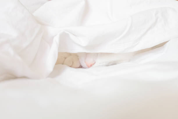 istock White cute cat sleeps in a sheet. 1267933377