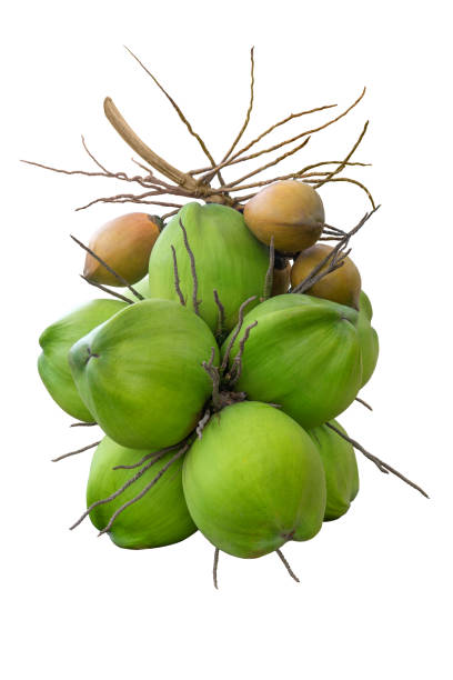 Mix of green and yellow coconuts isolated on white background.  Clipping path