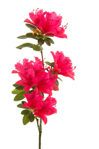 istock Single branch with pink blosseming flowers isolated on a white background in a vertical image 1267935034