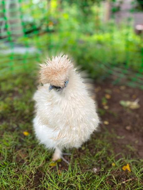 istock Wet white non bearded silkie chicken 1267935126