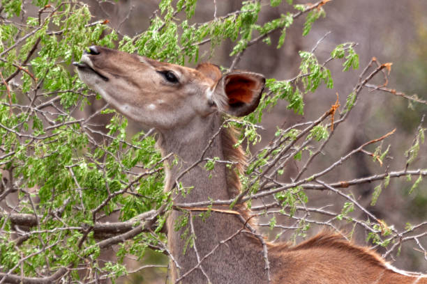 istock Kudus in South Africa 1267935194
