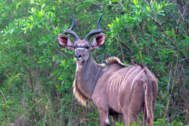 istock Kudus in South Africa 1267935215