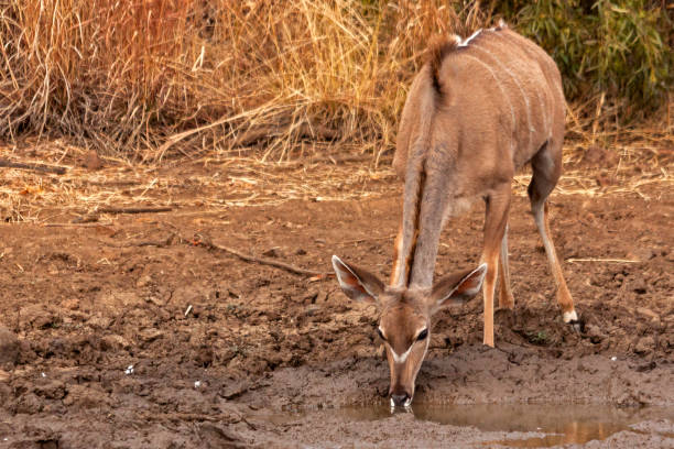 istock Kudus in South Africa 1267935238