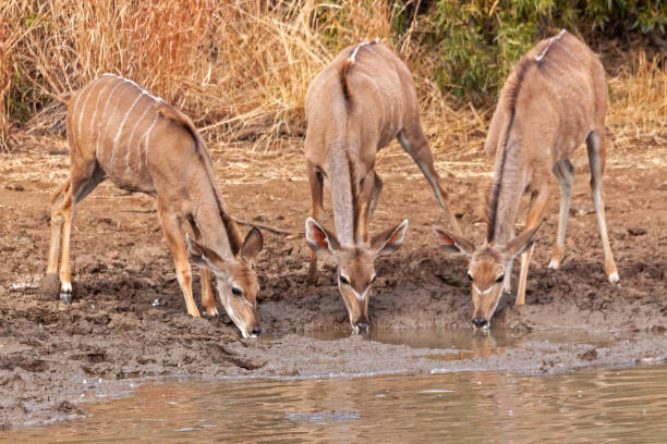 istock Kudus in South Africa 1267935247