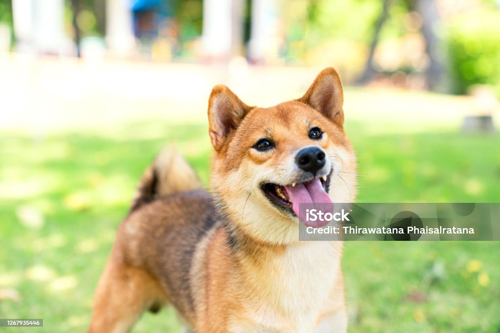 The Shiba Inu species is looking at its owner in the park. Shiba Inu Stock Photo