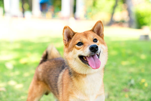 The Shiba Inu species is looking at its owner in the park. stock photo