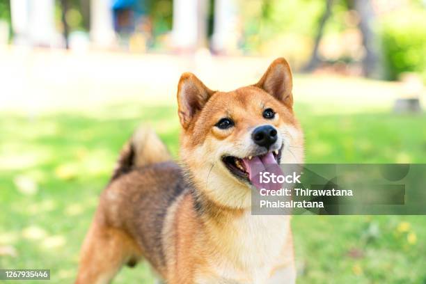 The Shiba Inu Species Is Looking At Its Owner In The Park Stock Photo - Download Image Now