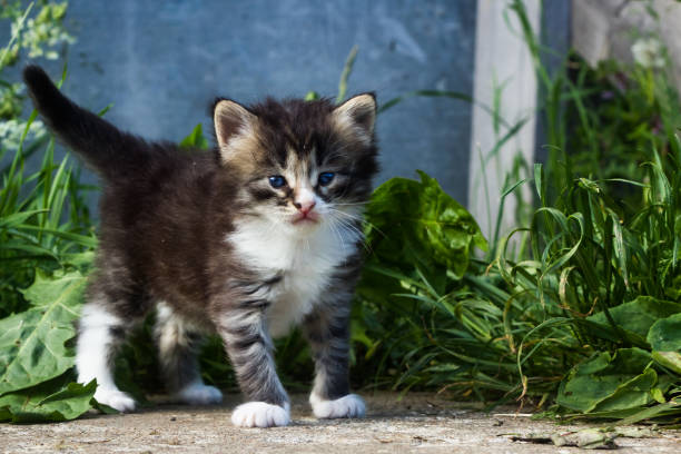 istock fluffy kitten stands on a background of green plants 1267936318