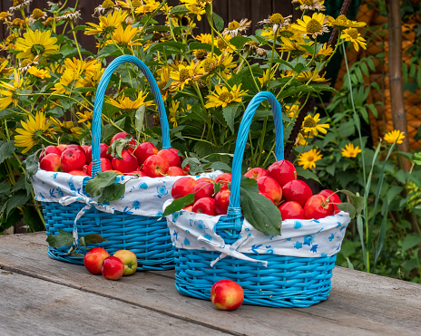 Harvest apples. Two blue baskets filled with apples stand on the table in the garden, in the background yellow flowers