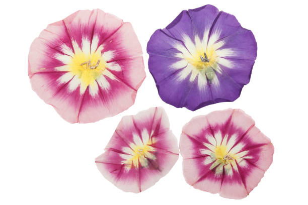 istock Pressed and dried delicate transparent bindweed flowers isolated on a white background. For use in scrapbooking, floristry, or herbaria. 1267938888