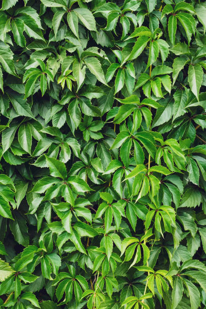 istock Green creeper leaves on the wall. Natural pattern, texture, green wallpaper. Wild vine leaf background. Liana on the fence, hedge, hedgerow. The concept of gardening. 1267946961