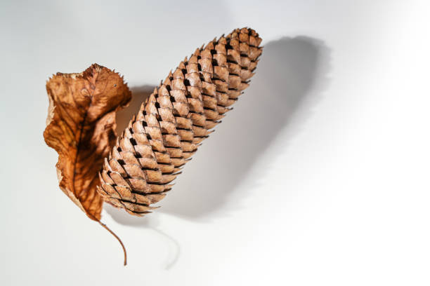 Pine cone on red rusty steel background.