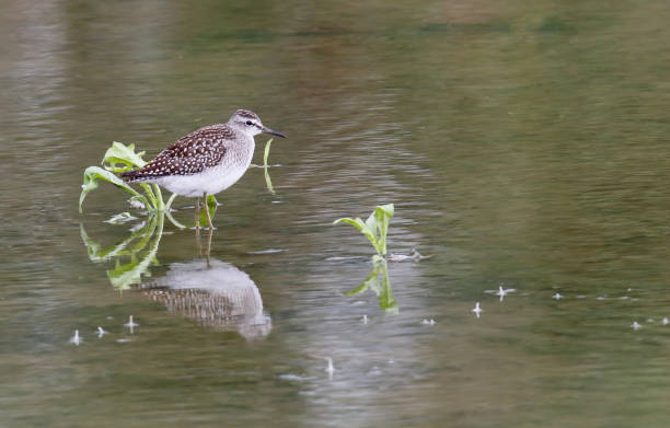 istock Wood Sandpiper (Tringa glareola) Young Bird 1267948099