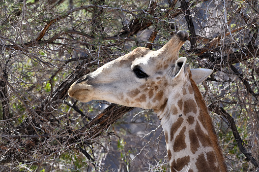 one Giraffe looking at camera smiling at Namibia natural park