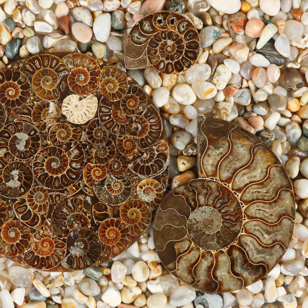 istock Fossilized Ammonites - ancient molluscs of the order cephalopods 1267948486