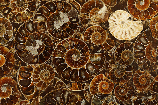 Full frame pattern of fossilized Ammonites, remains of ancient molluscs of the order cephalopods