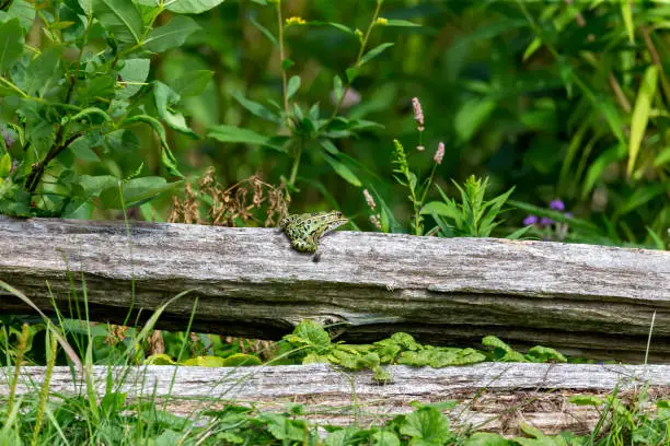 Photo of The northern leopard frogs waiting for prey.