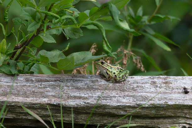 The northern leopard frogs waiting for prey.