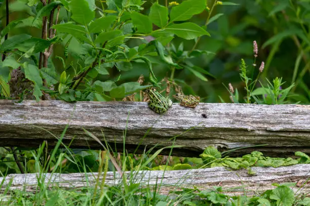 Photo of The northern leopard frogs waiting for prey.