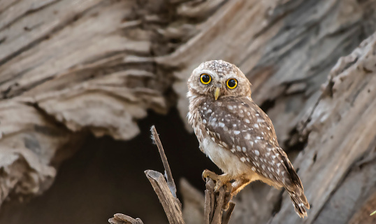 spotted owlet is a tropical bird of prey in nature  reserves  and wet lands of Pakistan