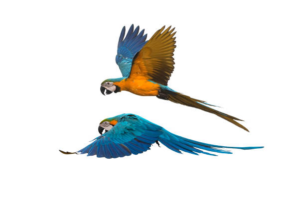 ein paar vögel fliegen isoliert auf weißem hintergrund, blau und gold ara - papagei stock-fotos und bilder