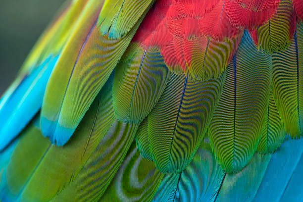 Closeup green winged macaw feathers