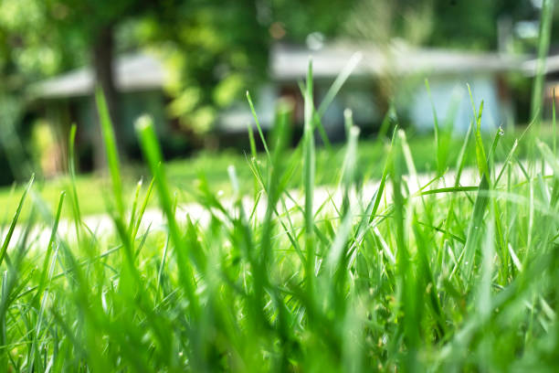 istock Low angle view thick green grass lawn suburban house in background 1267956298