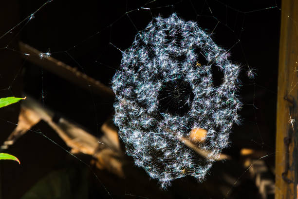 Magic multi-colored cobweb against the background of a coniferous forest. Copy space. Shallow depth of field. Background blurred