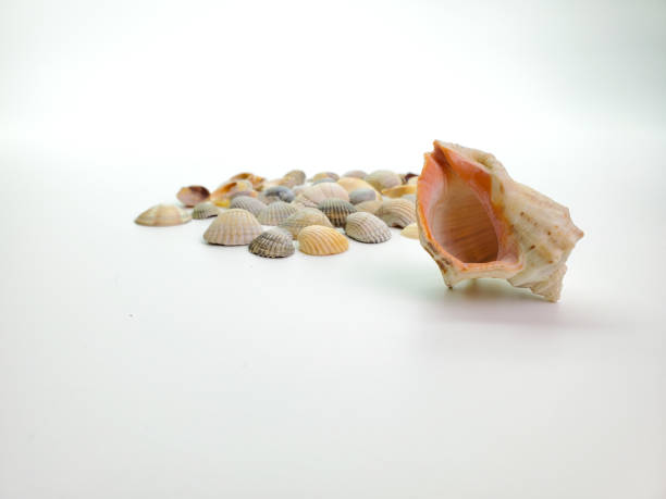istock large shell and small shells in the background. focus on the big sink 1267958483