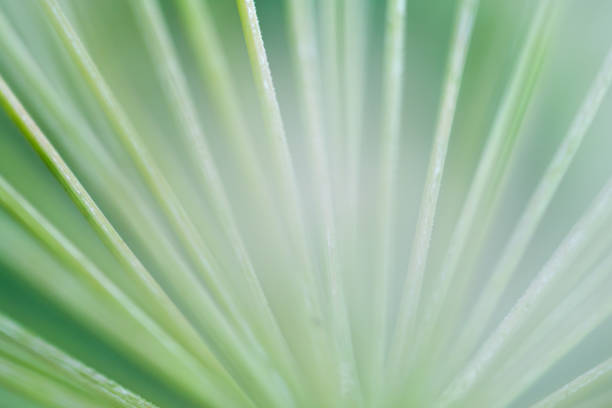 istock Macro floral background. Macro green pine tree needles background. Pine cone and green pine needles. Beautiful macro wallpaper. Soft focus abstract nature pattern. 1267959116