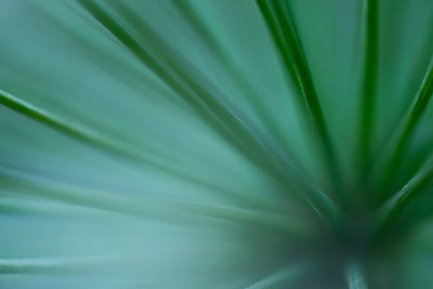 istock Macro floral background. Macro green pine tree needles background. Pine cone and green pine needles. Beautiful macro wallpaper. Soft focus abstract nature pattern. 1267959520