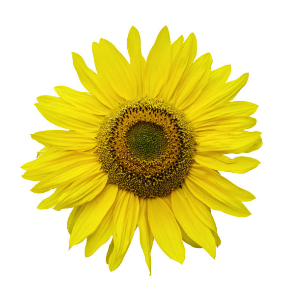 istock Sunflower isolated on white 1267966240