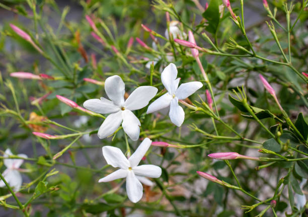 Common jasmine or jasminum officinale plant with flowers and buds Common jasmine plant with flowers and buds closeup. Jasminum officinale. jasminum officinale stock pictures, royalty-free photos & images