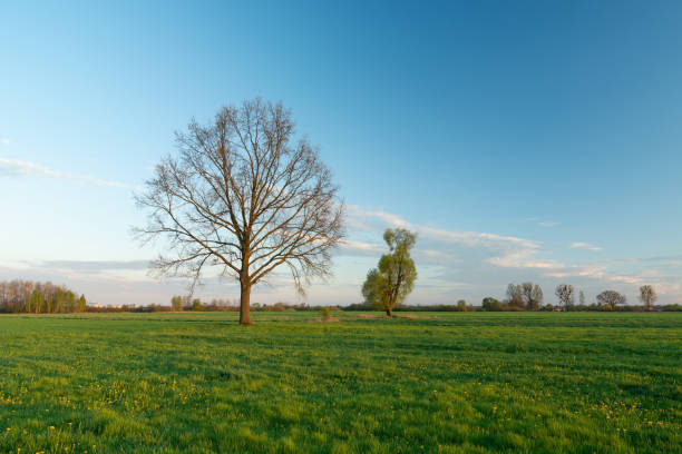 istock Tree without leaves on green meadow, horizon and clouds on blue sky 1267972224