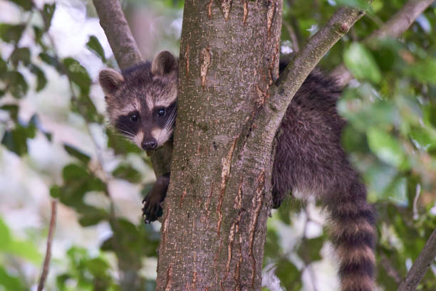 istock Juvenile raccoon (lat. Procyon lotor) in a tree 1267987262