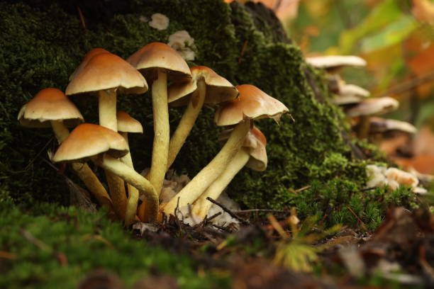 istock Small beige forest mushrooms in the moss. 1267991475