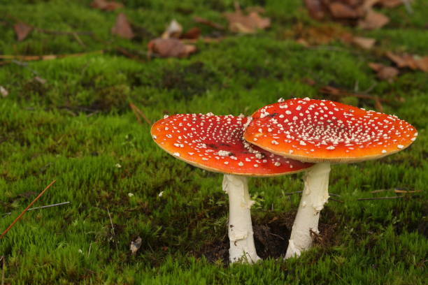 istock Two fly agaric right next to each other, up close. 1267992297