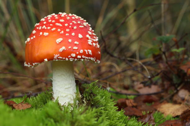 istock One fly agaric in the moss, up close. 1267992309