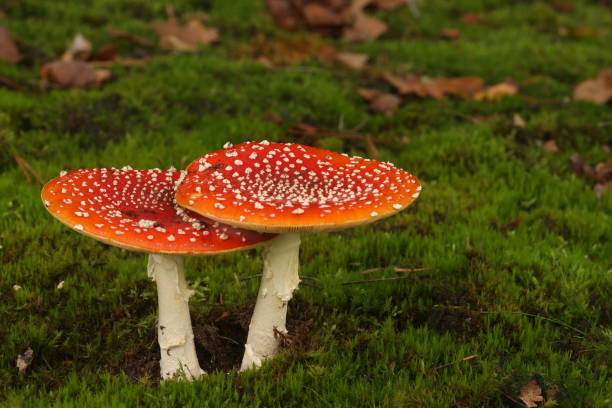 Two fly agaric right next to each other in the moss, up close.