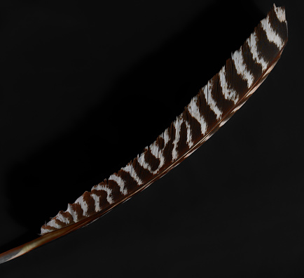 Hawk Feather on Black and White Background