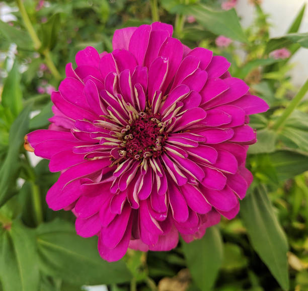 istock purple Echinacea purpurea blossom in summer 1267995232