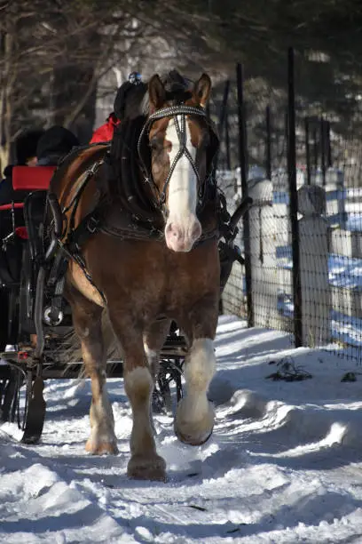 Percheron horse harnessed and pulling in the snow.