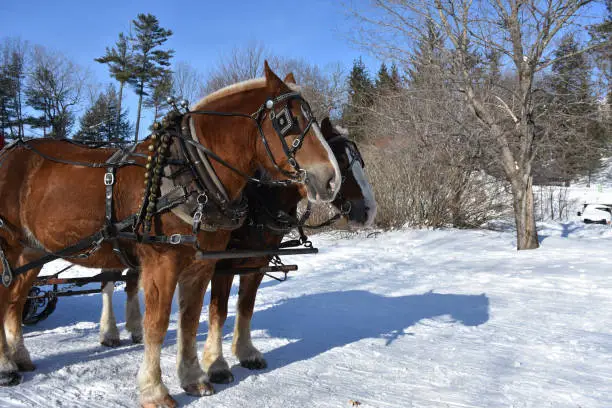 Pair of harnessed draft horses in the winter.