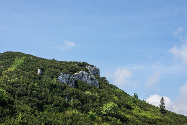 istock rocks with green plants in the mountains 1267997156