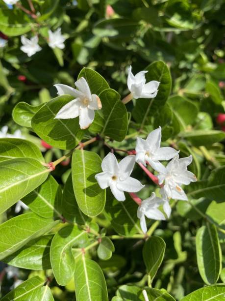 istock white karonda flower in garden 1267997384
