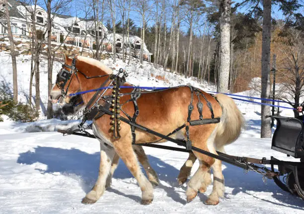 Pair of percheron horses pulling a sleigh in the snow.